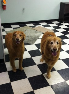 At the groomers !! Looking spiffy 